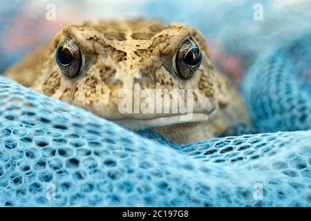 Kröte - Bufo gutturalis Stockfoto