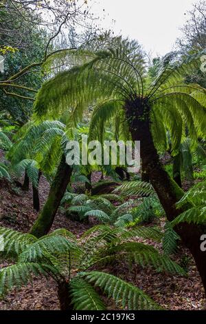 Baumfarne (Dicksonia antarktis), Trewidden Garden, Penzance, Cornwall, Großbritannien Stockfoto