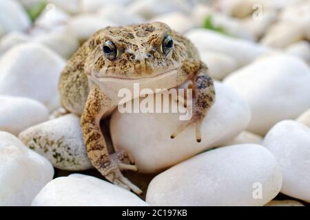 Kröte - Bufo gutturalis Stockfoto