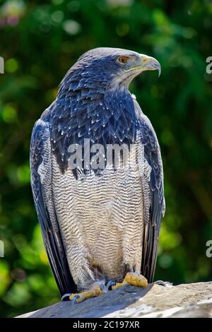 Schwarzkastanienbussardler - Geranoaetus melanoleucus Stockfoto