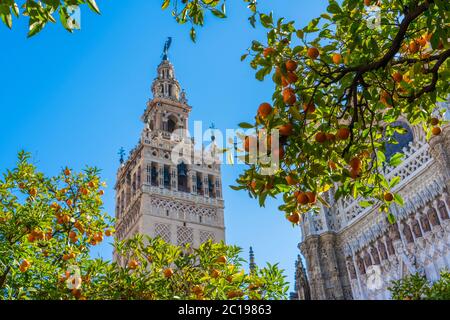 Giralda und Orangenbaumhof, Es ist der Name, der dem Glockenturm der Kathedrale Santa Maria de la Sede der Stadt Sevilla, in Andalus gegeben wird Stockfoto