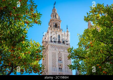 Giralda und Orangenbaumhof, Es ist der Name, der dem Glockenturm der Kathedrale Santa Maria de la Sede der Stadt Sevilla, in Andalus gegeben wird Stockfoto