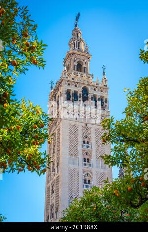 Giralda und Orangenbaumhof, Es ist der Name, der dem Glockenturm der Kathedrale Santa Maria de la Sede der Stadt Sevilla, in Andalus gegeben wird Stockfoto