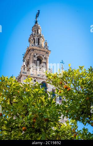 Giralda und Orangenbaumhof, Es ist der Name, der dem Glockenturm der Kathedrale Santa Maria de la Sede der Stadt Sevilla, in Andalus gegeben wird Stockfoto