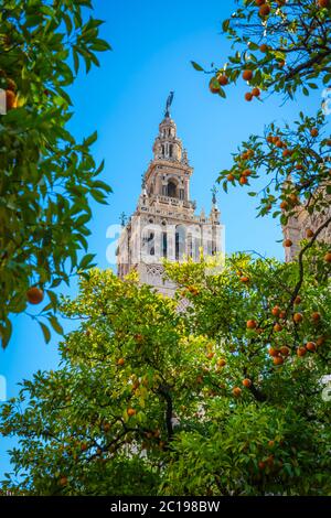 Giralda und Orangenbaumhof, Es ist der Name, der dem Glockenturm der Kathedrale Santa Maria de la Sede der Stadt Sevilla, in Andalus gegeben wird Stockfoto