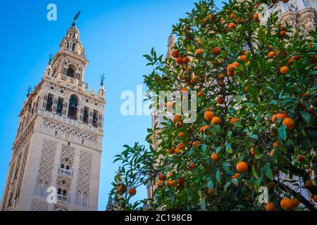 Giralda und Orangenbaumhof, Es ist der Name, der dem Glockenturm der Kathedrale Santa Maria de la Sede der Stadt Sevilla, in Andalus gegeben wird Stockfoto