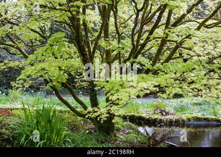 Japanischer Ahorn in Neublatt, Trewidden Garden, Penzance, Cornwall, UK Stockfoto