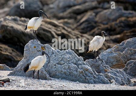 Afrikanische heilige Steinböcke - Threskiornis aethiopicus Stockfoto