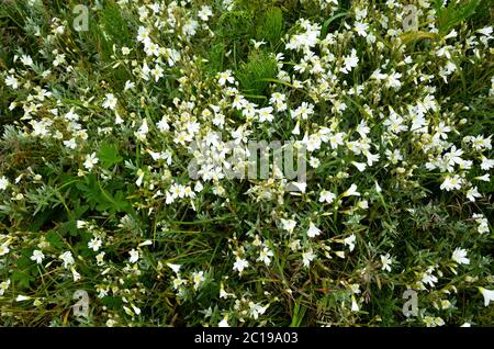 Kleine Gartenblumen Cerastium tometosum oder Schnee im Sommer wächst wild auf den North Yorkshire Klippen ziemlich weit von der nächsten Wohnung Stockfoto