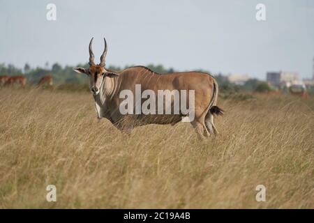 Gemeiner Eeland Taurotragus oryx auch als südliches Eland oder Elane Antilope in Savanne und Ebenen Ostafrika bekannt Stockfoto