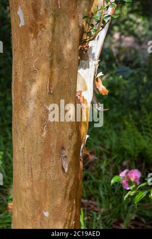 Nahaufnahme des Baumstamms der chilenischen Myrte (Luma apiculata), Trewidden Garden, Cornwall, England Stockfoto