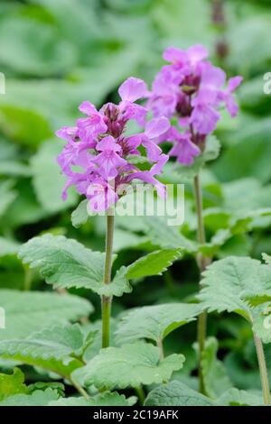 Betonica macrantha 'Superba' früher bekannt als Stachys macrantha 'Superba'. Betonie 'Superba', große Betonie oder Lammohr Stockfoto