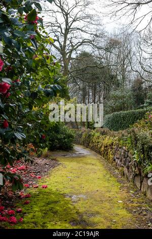 Moosbedeckter Pfad, Trewidden Garden, Penzance, Cornwall, Großbritannien Stockfoto