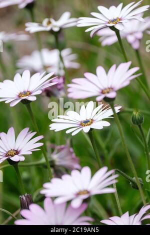 Osteospermum 'La Mortola', Afrikanische Gänseblümchen, Gänseblümchen., Cape Gänseblümchen. Rosa gefärbte weiße Blüten mit rosa Zentren Stockfoto