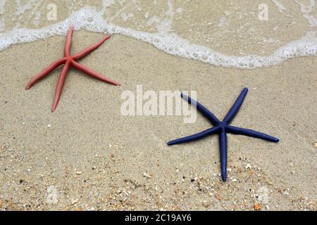 Zwei Seesterne liegen auf einem Sandstrand Stockfoto