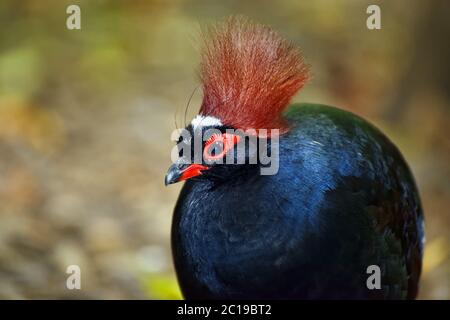 Crested Rebhuhn (männlich) - Rollulus rouloul Stockfoto