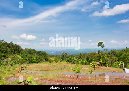 Landschaft von Reisfeldern im südlichen Teil von Sukabumi, West java, Indonesien Stockfoto