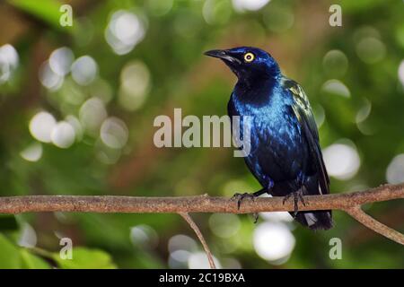 Lila Glanzstar - Lamprotornis pureus Stockfoto