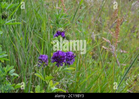 Blühende luzerne, auch Luzern genannt, eine alte Ernte zur Fütterung von Vieh unter anderem. Nahe Eynsford, England, Juni 2020 Stockfoto