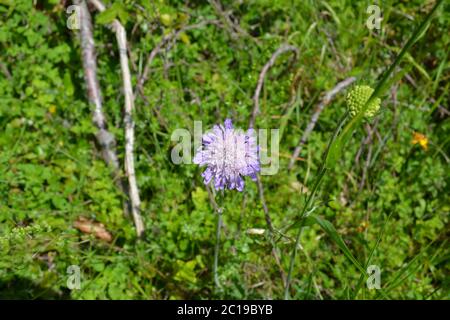 Scabious, eine schöne mauve Wildblume auf einer Wiese in Kent, SE England Stockfoto