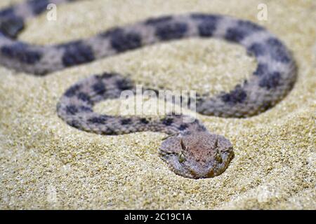 Hornviper - Cerastes cerastes Stockfoto