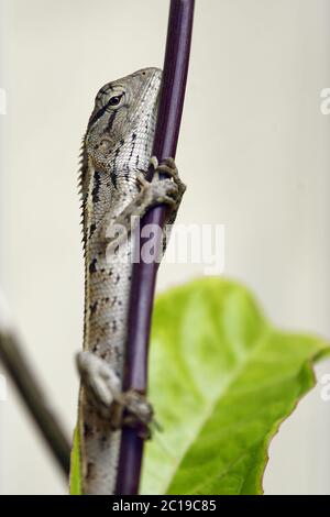 Orientalische Gartenechse - Calotes versicolor Stockfoto