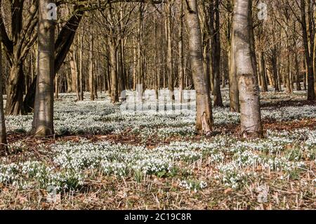 Hektar Schneeglöckchen blühen in Wäldern. Welford Park, in der Nähe von Newbury, Berkshire. Stockfoto