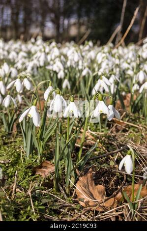 Vertikale Ansicht von Schneeglöckchen, die in einer Waldlichtung blühen. Welford Park in der Nähe von Newbury, Berkshire. Stockfoto