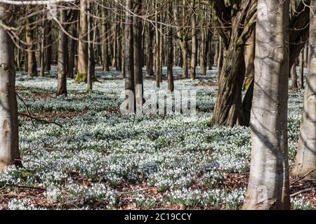 Wilde Schneeglöckchen blühen im Februar. Welford Park in der Nähe von Newbury, Berkshire. Stockfoto