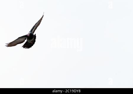 Taube fliegt in den Himmel - Nahaufnahme Stockfoto