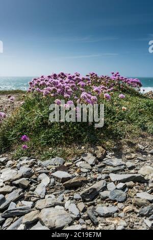 Armeria maritima Seethrift wächst an der Küste. Stockfoto