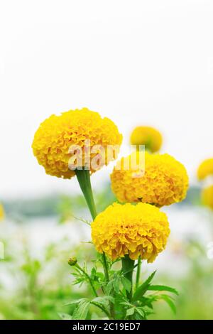 Ringelblume mit weißem Hintergrund. Stockfoto