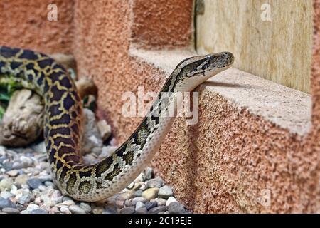 Indische Python - Python molurus Stockfoto