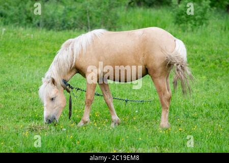 Goldenes Pferd grast auf einem Feld auf grünem Gras. Stockfoto