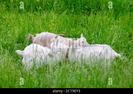 Zwei weiße Ziegen mit einem Kind auf einem Feld auf dem Gras. Stockfoto