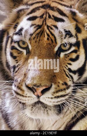 Sibirischer Tiger - Panthera Tigris altaica Stockfoto