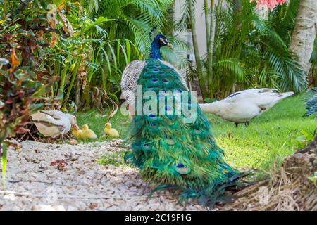 Pfau vor grünem Hintergrund, Federn blauer Vogel Stockfoto