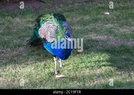 Pfau vor grünem Hintergrund, Federn blauer Vogel Stockfoto