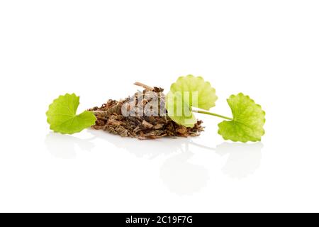 Getrocknete und frische Gotu Kola verlässt. Stockfoto