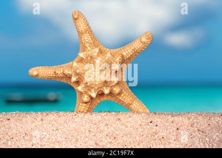 Seemuscheln Seesterne auf tropischen Sand türkis karibik Sommer Urlaub Reise Hintergrund Stockfoto