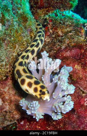 Gefleckte Schlange Aal - Myrichthys maculosus Stockfoto