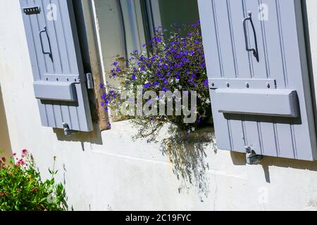 Schöne violette Petunien in den offenen Fenstern Stockfoto