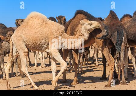 Gruppe von Kamelen in der Wüste Stockfoto