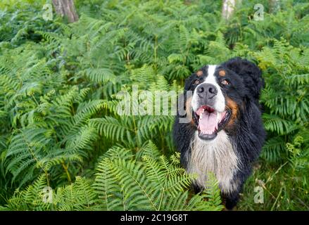 Fröhlich, schmutzig, lächelnd Berner Sennenhund steht in den Farnen im Wald. Stockfoto