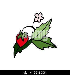 Isoliert auf weißem Hintergrund Bild Erdbeeren auf einem Zweig, Handzeichnung, Doodle, Vektor Stock Vektor
