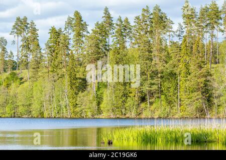 Wald Seenlandschaft mit Kiefernwald auf dem Hügel Stockfoto