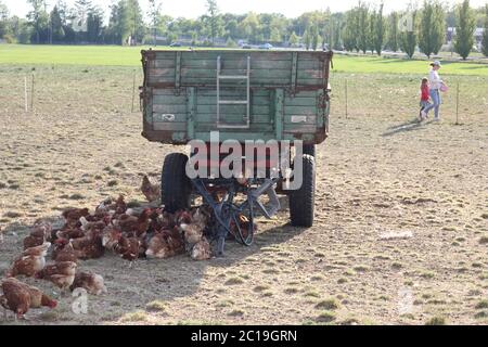 Hennen im Freien in freier Landwirtschaft, die im Schatten eines Trailors ruhen Stockfoto