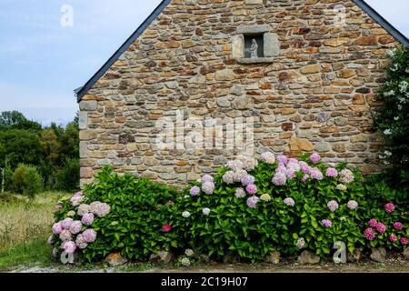 Ein malerisches Steinhaus in der Bretagne, Frankreich steht vor blühenden Hortensien Büschen. Stockfoto
