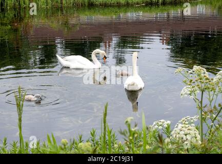 Schwäne auf Forth & Clyde Canal, Bowling, West Dunbartonshire, Schottland, Großbritannien Stockfoto