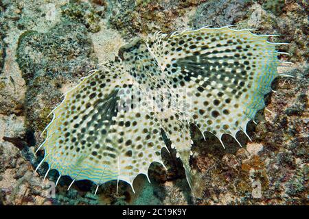 Orientalischer Fluggurnard - Dactyloptena orientalis Stockfoto